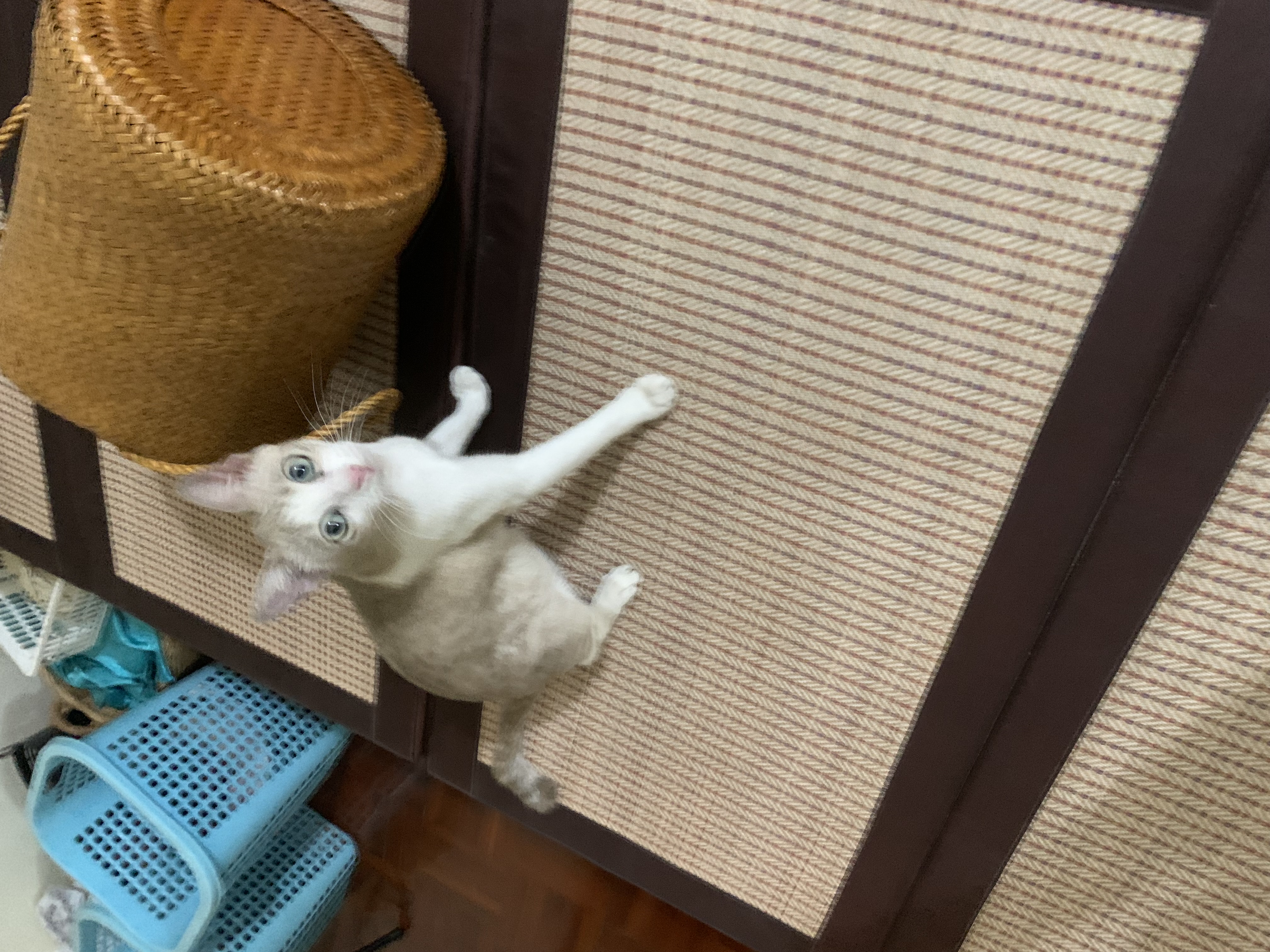 แงว1 แงว1